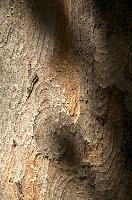 Abstract patterns on maple bark formed by light and shadow on whorled ridges, patternlight, munich, oak, bark, timber, natural, park, maple, wood, plant, dry, trunk, loops, rough, wooden, tree, grooves, old, close-up, sunshine, ridges, forest, surface, closeup, shapes, brown, material, macro, whorl, nature, textured, light, abstract, texture, woods, pattern, shadow, germany, detail