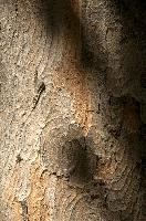 Abstract patterns on maple bark formed by light and shadow on whorled ridges, patternlight, munich, oak, bark, timber, natural, park, maple, wood, plant, dry, trunk, loops, rough, wooden, tree, grooves, old, close-up, sunshine, ridges, forest, surface, closeup, shapes, brown, material, macro, whorl, nature, textured, light, abstract, texture, woods, pattern, shadow, germany, detail