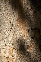 Abstract patterns on maple bark formed by light and shadow on whorled ridges, patternlight, munich, oak, bark, timber, natural, park, maple, wood, plant, dry, trunk, loops, rough, wooden, tree, grooves, old, close-up, sunshine, ridges, forest, surface, closeup, shapes, brown, material, macro, whorl, nature, textured, light, abstract, texture, woods, pattern, shadow, germany, detail