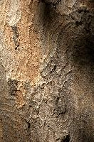 Abstract patterns on maple bark formed by light and shadow on whorled ridges, patternlight, munich, oak, bark, timber, natural, park, maple, wood, plant, dry, trunk, loops, rough, wooden, tree, grooves, old, close-up, sunshine, ridges, forest, surface, closeup, shapes, brown, material, macro, whorl, nature, textured, light, abstract, texture, woods, pattern, shadow, germany, detail