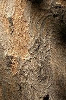 Abstract patterns on maple bark formed by light and shadow on whorled ridges, patternlight, munich, oak, bark, timber, natural, park, maple, wood, plant, dry, trunk, loops, rough, wooden, tree, grooves, old, close-up, sunshine, ridges, forest, surface, closeup, shapes, brown, material, macro, whorl, nature, textured, light, abstract, texture, woods, pattern, shadow, germany, detail