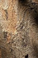 Abstract patterns on maple bark formed by light and shadow on whorled ridges, patternlight, munich, oak, bark, timber, natural, park, maple, wood, plant, dry, trunk, loops, rough, wooden, tree, grooves, old, close-up, sunshine, ridges, forest, surface, closeup, shapes, brown, material, macro, whorl, nature, textured, light, abstract, texture, woods, pattern, shadow, germany, detail