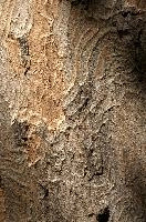 Abstract patterns on maple bark formed by light and shadow on whorled ridges, patternlight, munich, oak, bark, timber, natural, park, maple, wood, plant, dry, trunk, loops, rough, wooden, tree, grooves, old, close-up, sunshine, ridges, forest, surface, closeup, shapes, brown, material, macro, whorl, nature, textured, light, abstract, texture, woods, pattern, shadow, germany, detail