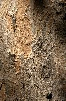 Abstract patterns on maple bark formed by light and shadow on whorled ridges, patternlight, munich, oak, bark, timber, natural, park, maple, wood, plant, dry, trunk, loops, rough, wooden, tree, grooves, old, close-up, sunshine, ridges, forest, surface, closeup, shapes, brown, material, macro, whorl, nature, textured, light, abstract, texture, woods, pattern, shadow, germany, detail