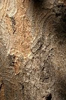 Abstract patterns on maple bark formed by light and shadow on whorled ridges, patternlight, munich, oak, bark, timber, natural, park, maple, wood, plant, dry, trunk, loops, rough, wooden, tree, grooves, old, close-up, sunshine, ridges, forest, surface, closeup, shapes, brown, material, macro, whorl, nature, textured, light, abstract, texture, woods, pattern, shadow, germany, detail