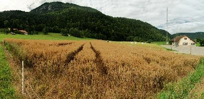Arable in Neuchastel, creux, switzerland, romandie, van, neuchastel, schweiz, du, french, swiss