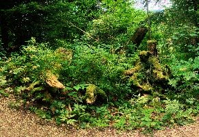 Deadwood near the Creux du Van, Romandie, forest, switzerland, romandie, du, creux du van, creux, fallen, noiraigue, french, schweiz, neuchastel, alps, wooden, woods, timber, decay, rot, mountains, alpine, tree, swiss, van, stump, wood, dead, romandie