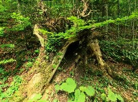 Deadwood near the Creux du Van, Romandie, forest, switzerland, romandie, du, stump, creux, fallen, noiraigue, french, neuchastel, alps, wooden, woods, timber, creux du van, rot, mountains, alpine, tree, swiss, van, wood, decay, dead, romandie