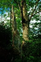 dsc_233863.jpg