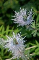 Blue thistle (Eryngium planum) on the Creux du Van, Romandie, du, french, spiny, swiss, blue, thistle, thistle, native, creux, queen-of-the-alps, creux du van, purple, neuchastel, queen of the mountain, mauve, van, wildflower, eryngium, wild, mountain, queen, botany, switzerland, romandie, flower, alpinum, head, thorns