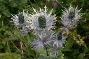 Blue Thistle, eryngium, planum, creux, blue, noiraigue, flower, alpine, neuchastel, queen, prickly, schweiz, romandie, karst, alpinum, rare, mountains, protected, van, french, alps, du, thistle, swiss, switzerland, plant, creux du van