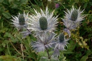 Blue Thistle, eryngium, planum, creux, blue, noiraigue, flower, alpine, neuchastel, queen, prickly, schweiz, romandie, karst, alpinum, rare, mountains, protected, van, french, alps, du, thistle, swiss, switzerland, plant, creux du van
