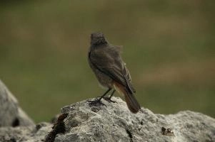 dsc_235781.jpg
