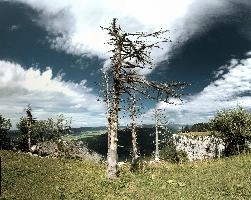 Deadwood on the Creux du Van, Romandie, du, switzerland, romandie, trees, standing, cliff, creux, french, neuchastel, wood, van, creux du van, stark, timber, swiss, dead, noiraigue, skeletal, sky, outlined