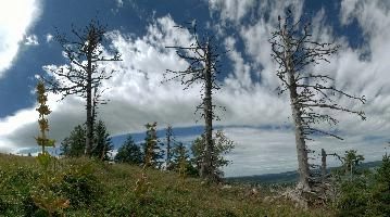 Deadwood,  dead trees and yellow gentian atop the creux du van in romandie