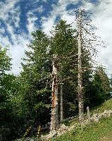 Deadwood near the Creux du Van, Romandie, creux, swiss, skeletal, trees, timber, van, neuchastel, switzerland, schweiz, creux du van, du, french, noiraigue, nauchastel, romandie, dead, forest, woods, du, switzerland, romandie, dead, wood, trees, creux, french, neuchastel, timber, van, creux du van, outlined, stark, swiss, skeletal, standing, noiraigue, sky