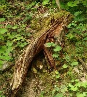 Deadwood near the Creux du Van, Romandie, creux, switzerland, romandie, woods, fallen, van, neuchastel, french, schweiz, creux du van, du, trees, noiraigue, nauchastel, swiss, forest, timber, dead