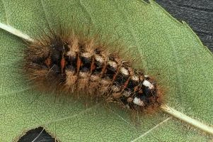 Caterpillar,  hairy tussock-moth caterpillar in swiss garden