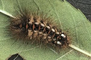 Caterpillar,  hairy tussock-moth caterpillar in swiss garden