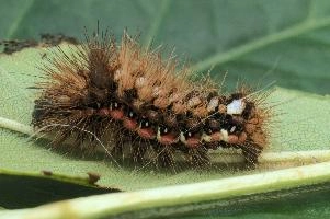 Caterpillar,  hairy tussock-moth caterpillar in swiss garden