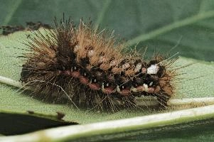 Caterpillar,  hairy tussock-moth caterpillar in swiss garden