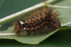 Caterpillar,  hairy tussock-moth caterpillar in swiss garden
