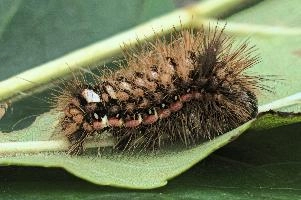 Caterpillar,  hairy tussock-moth caterpillar in swiss garden