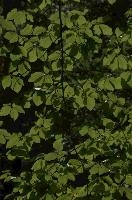 Beech foliage in the Gorge d'Areuse, Neuchastel, null