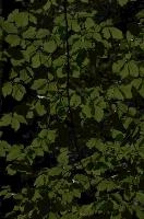 Beech foliage in the Gorge d'Areuse, Neuchastel, null