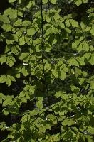 Beech foliage in the Gorge d'Areuse, Neuchastel, null