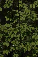 Beech foliage in the Gorge d'Areuse, Neuchastel, null