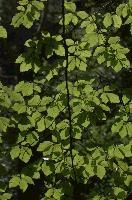 Beech foliage in the Gorge d'Areuse, Neuchastel, null