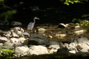 Ardea cinerea, grey, stream, woods, fishing, hunter, flowing, bird, lareuses, cinerea, forest, bed, hiking, ardea, switzerland, walking, heron, gorge, rocky, romandie, neuchastel, swiss, travel, river, predator, stone, rocks, noiraigues, boudry
