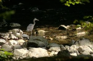 Ardea cinerea, grey, stream, woods, fishing, hunter, flowing, bird, lareuses, cinerea, forest, bed, hiking, ardea, switzerland, walking, heron, gorge, rocky, romandie, neuchastel, swiss, travel, river, predator, stone, rocks, noiraigues, boudry