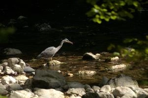 Ardea cinerea, grey, stream, woods, fishing, hunter, flowing, bird, lareuses, cinerea, forest, bed, hiking, ardea, switzerland, walking, heron, gorge, rocky, romandie, neuchastel, swiss, travel, river, predator, stone, rocks, noiraigues, boudry
