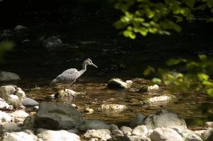 Ardea cinerea, grey, stream, woods, fishing, hunter, flowing, bird, lareuses, cinerea, forest, bed, hiking, ardea, switzerland, walking, heron, gorge, rocky, romandie, neuchastel, swiss, travel, river, predator, stone, rocks, noiraigues, boudry