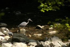 Ardea cinerea, grey, stream, woods, fishing, hunter, flowing, bird, lareuses, cinerea, forest, bed, hiking, ardea, switzerland, walking, heron, gorge, rocky, romandie, neuchastel, swiss, travel, river, predator, stone, rocks, noiraigues, boudry