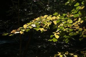 Autumn foliage in the Gorge d'Areuses, Romandie, neuchastel, dark, backlight, foliage, woods, swiss, autumn, background, switzerland, nature, river, summer, scenery, sunlight, leaves, forest, beech