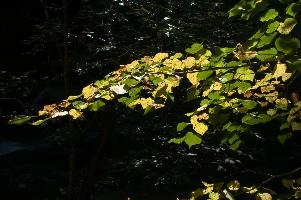 Autumn foliage in the Gorge d'Areuses, Romandie, neuchastel, dark, backlight, foliage, woods, swiss, autumn, background, switzerland, nature, river, summer, scenery, sunlight, leaves, forest, beech