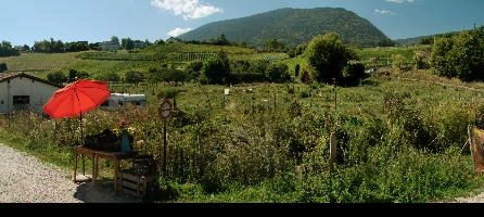Agricultural landscape at Boudry in Romandie, neuchastel, scenic, outdoors, wine, rural, countryside, swiss, umbrella, switzerland, fields, vineyard, red, agriculture, scenery, boudry, village, parasol