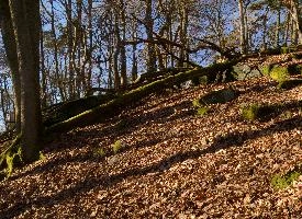 Fallen tree in woods in Neustadt, Germany, neustadt