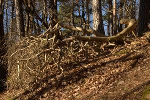 Fallen tree in woods in Beustadt, Germany, neustadt