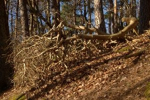 Fallen tree in woods in Neustadt, Germany, neustadt