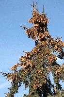 Conifert with cones in Neustadt, Germany, neustadt
