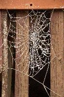 Frost on orb web in Neustadt, Germaany, neustadt