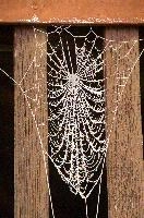 Frost on orb web in Neustadt, Germaany, neustadt