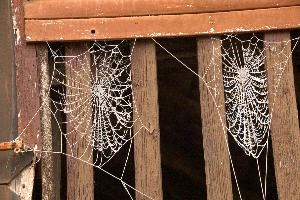 Frost on orb web in Neustadt, Germaany, neustadt