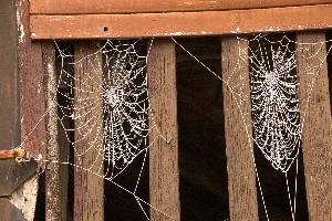 Frost on orb web in Neustadt, Germaany, neustadt