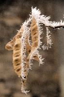 Frost on seed-pods in Neustadt, Germaany, neustadt