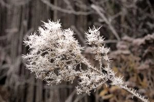 Frost on plant in Neustadt, Germaany, neustadt